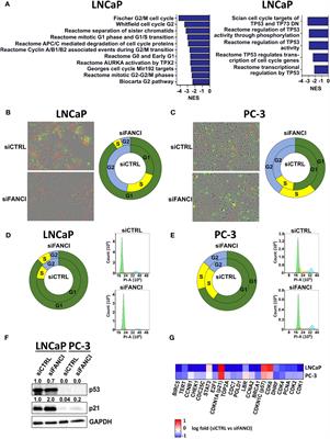 Fanconi anemia pathway regulation by FANCI in prostate cancer